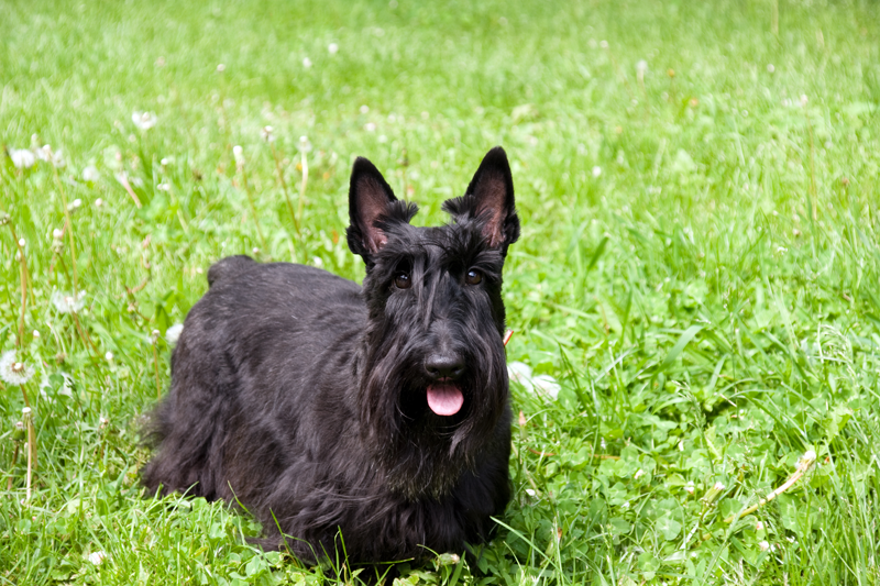 Black Dog in grass