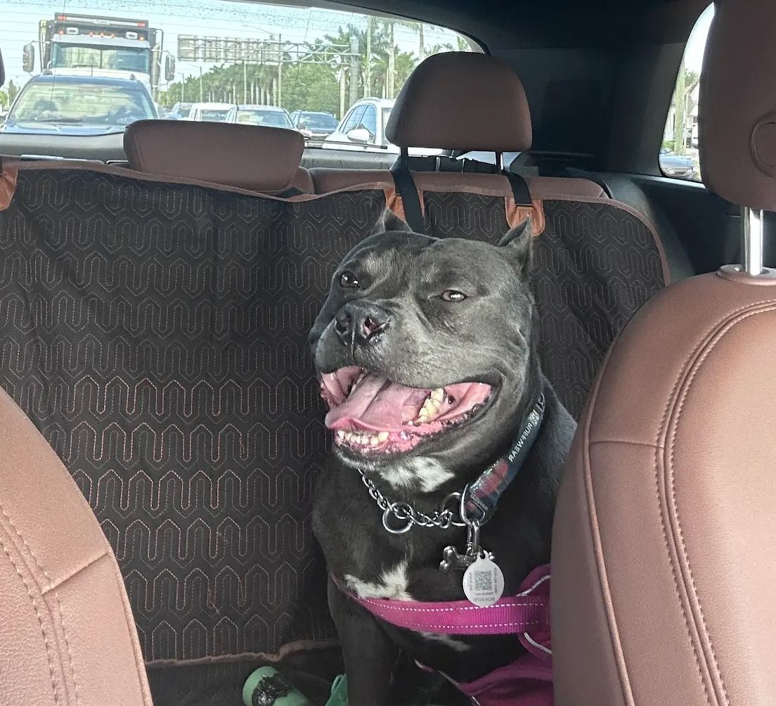 Dog in back seat of car