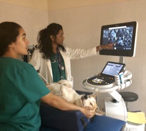 Staff Viewing an ultrasound