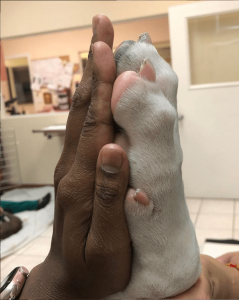 Big Dog Paw next to Human Hand