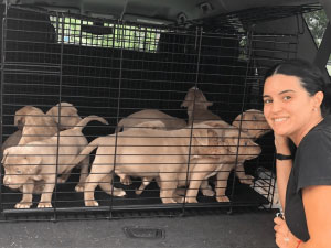 Staff with lots of Puppies