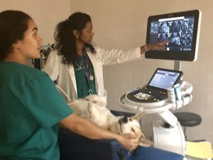 Staff reviewing Ultrasound