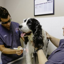 Dog getting Cryosurgery/Cryotherapy